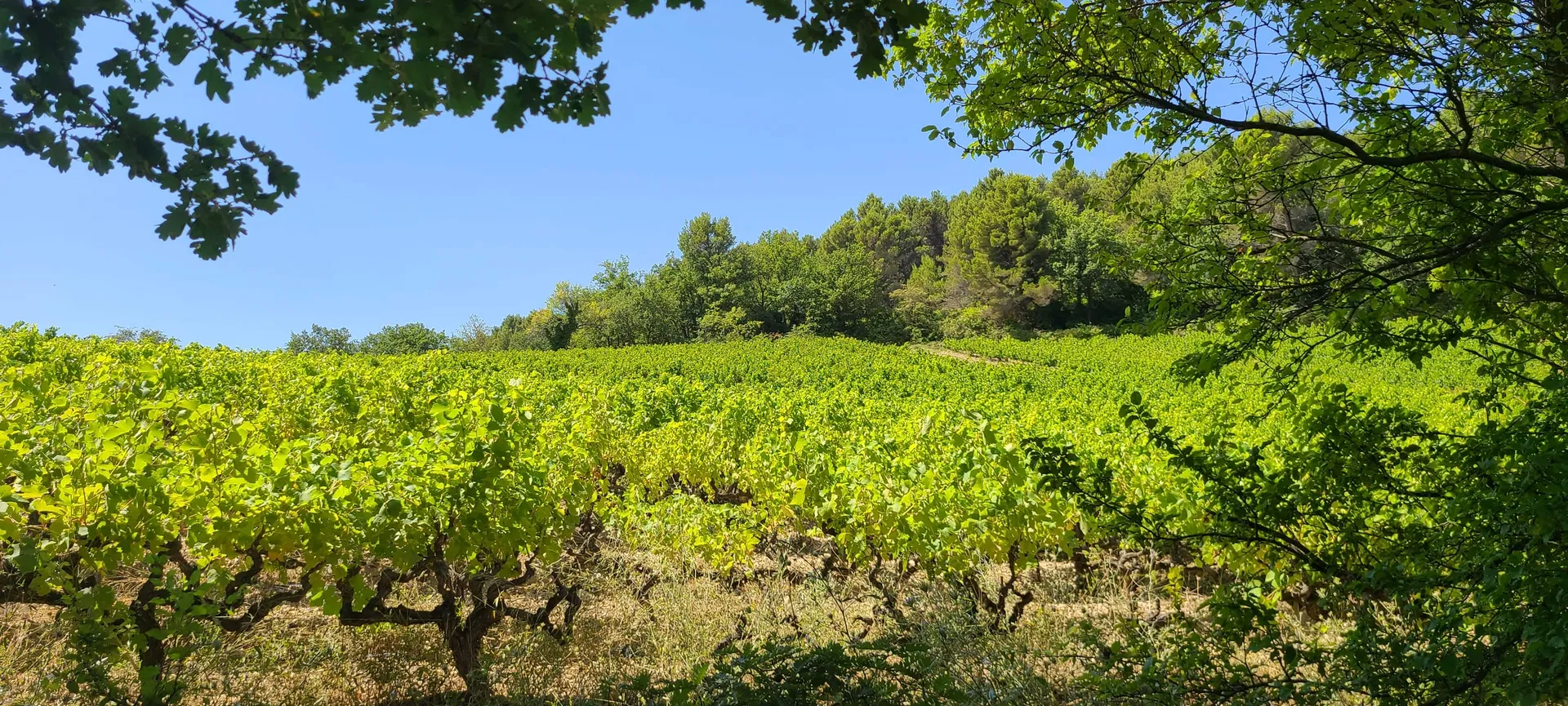 Vignoble sous la lune